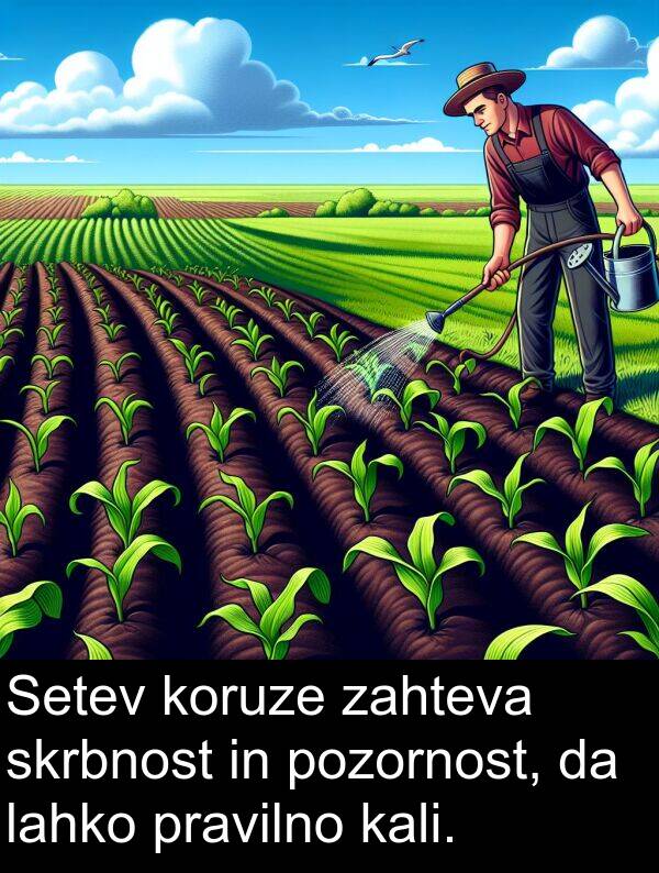 kali: Setev koruze zahteva skrbnost in pozornost, da lahko pravilno kali.