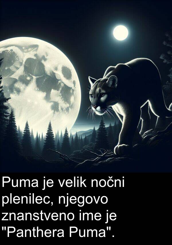 plenilec: Puma je velik nočni plenilec, njegovo znanstveno ime je "Panthera Puma".