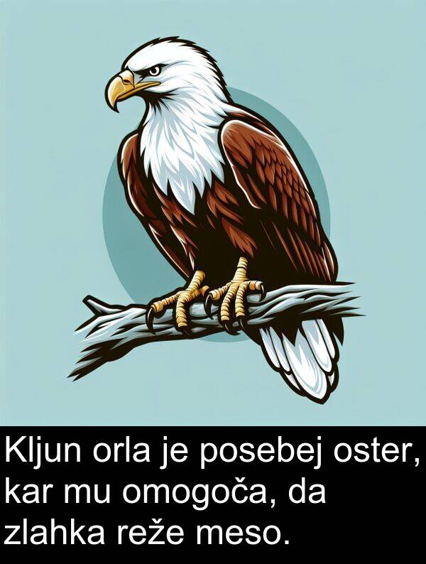kar: Kljun orla je posebej oster, kar mu omogoča, da zlahka reže meso.