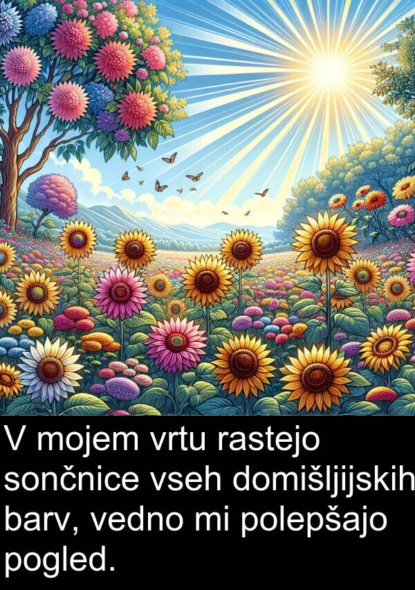 barv: V mojem vrtu rastejo sončnice vseh domišljijskih barv, vedno mi polepšajo pogled.