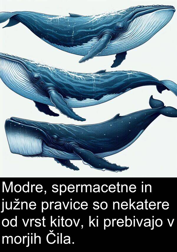 spermacetne: Modre, spermacetne in južne pravice so nekatere od vrst kitov, ki prebivajo v morjih Čila.