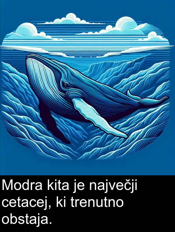 cetacej: Modra kita je največji cetacej, ki trenutno obstaja.