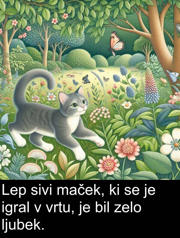 maček: Lep sivi maček, ki se je igral v vrtu, je bil zelo ljubek.