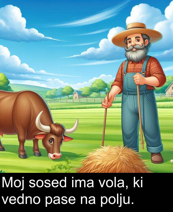 pase: Moj sosed ima vola, ki vedno pase na polju.