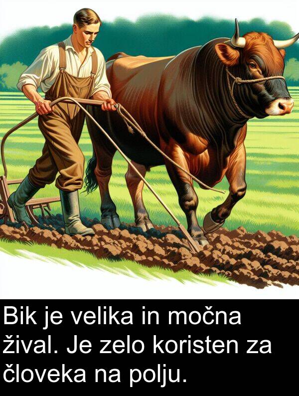 žival: Bik je velika in močna žival. Je zelo koristen za človeka na polju.