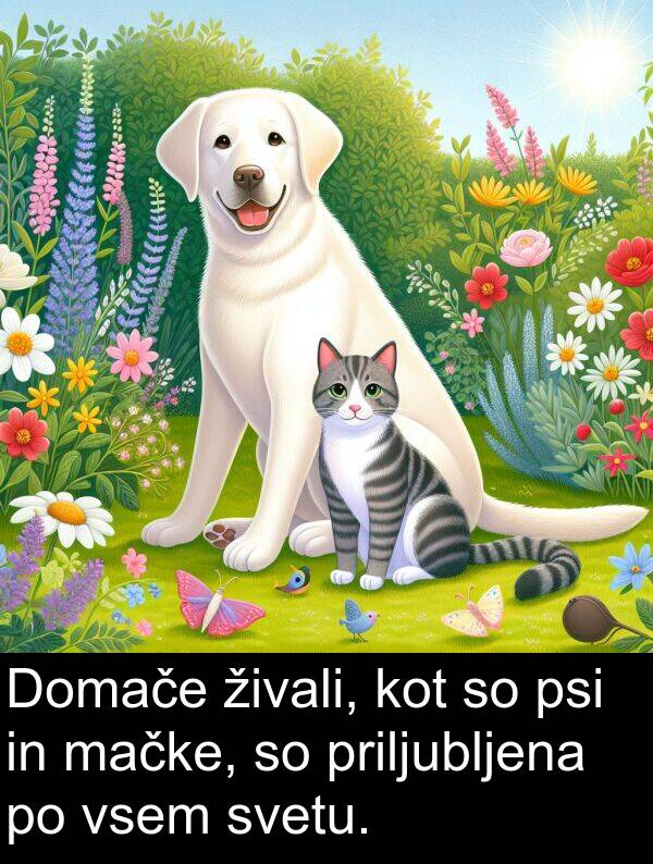 mačke: Domače živali, kot so psi in mačke, so priljubljena po vsem svetu.