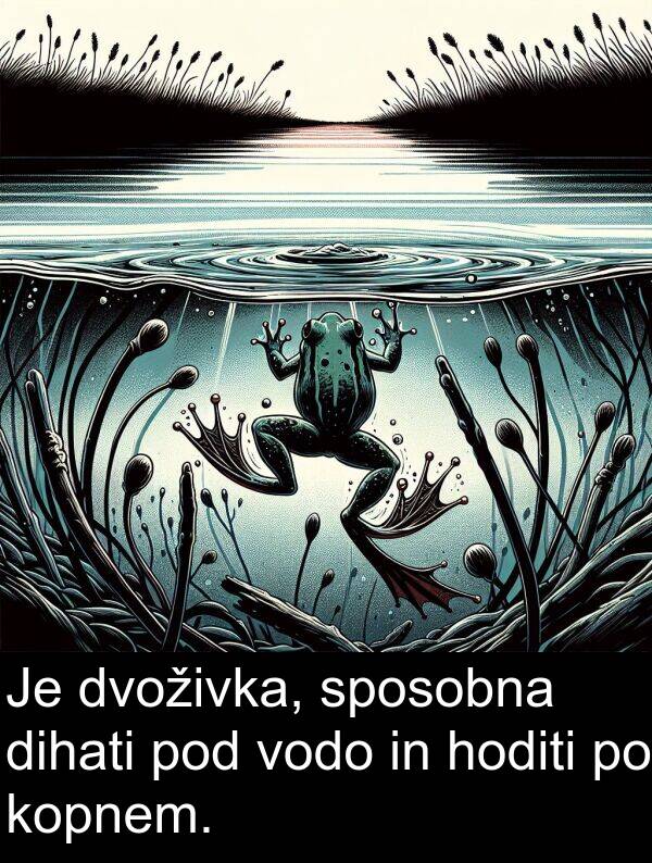 sposobna: Je dvoživka, sposobna dihati pod vodo in hoditi po kopnem.