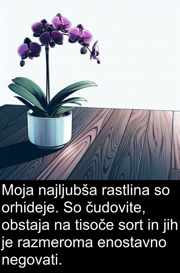 rastlina: Moja najljubša rastlina so orhideje. So čudovite, obstaja na tisoče sort in jih je razmeroma enostavno negovati.