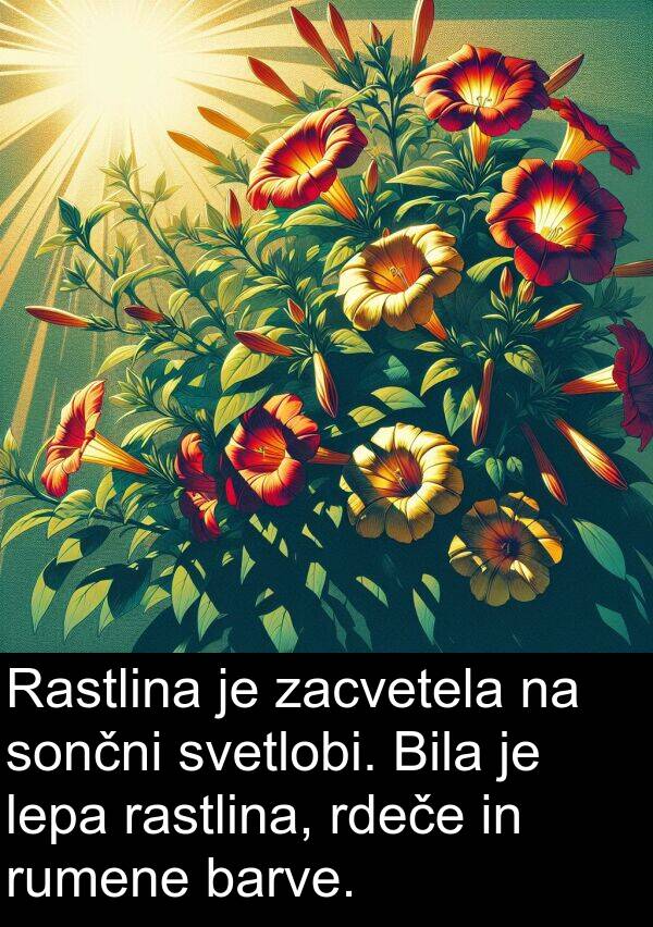 sončni: Rastlina je zacvetela na sončni svetlobi. Bila je lepa rastlina, rdeče in rumene barve.