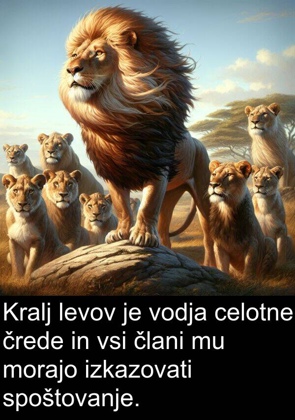 morajo: Kralj levov je vodja celotne črede in vsi člani mu morajo izkazovati spoštovanje.