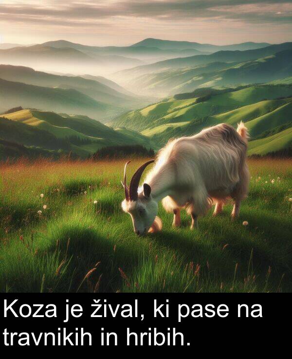žival: Koza je žival, ki pase na travnikih in hribih.