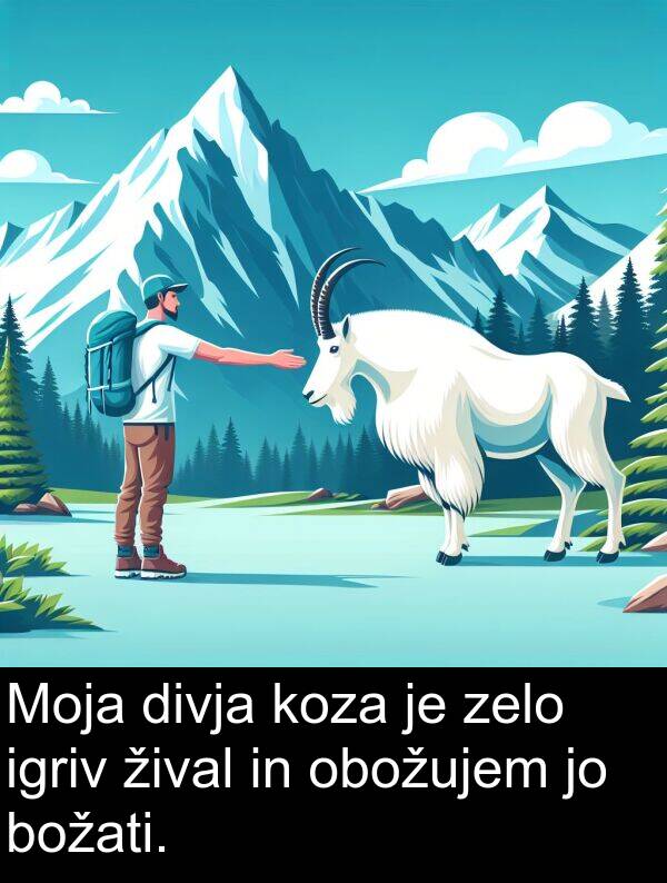 žival: Moja divja koza je zelo igriv žival in obožujem jo božati.