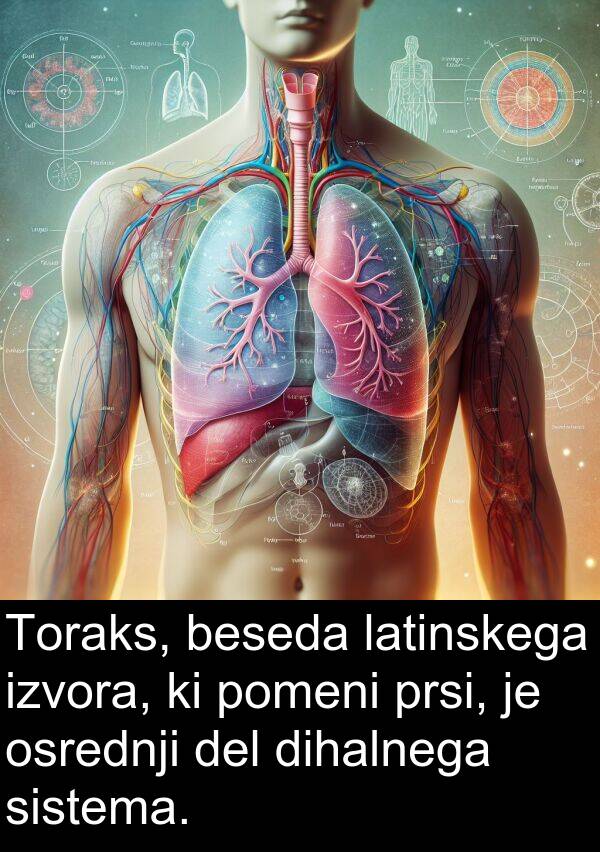 latinskega: Toraks, beseda latinskega izvora, ki pomeni prsi, je osrednji del dihalnega sistema.