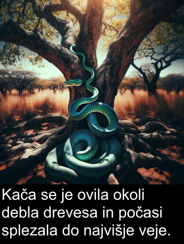 najvišje: Kača se je ovila okoli debla drevesa in počasi splezala do najvišje veje.