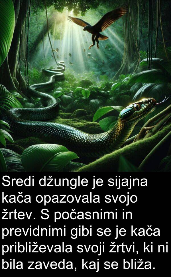gibi: Sredi džungle je sijajna kača opazovala svojo žrtev. S počasnimi in previdnimi gibi se je kača približevala svoji žrtvi, ki ni bila zaveda, kaj se bliža.