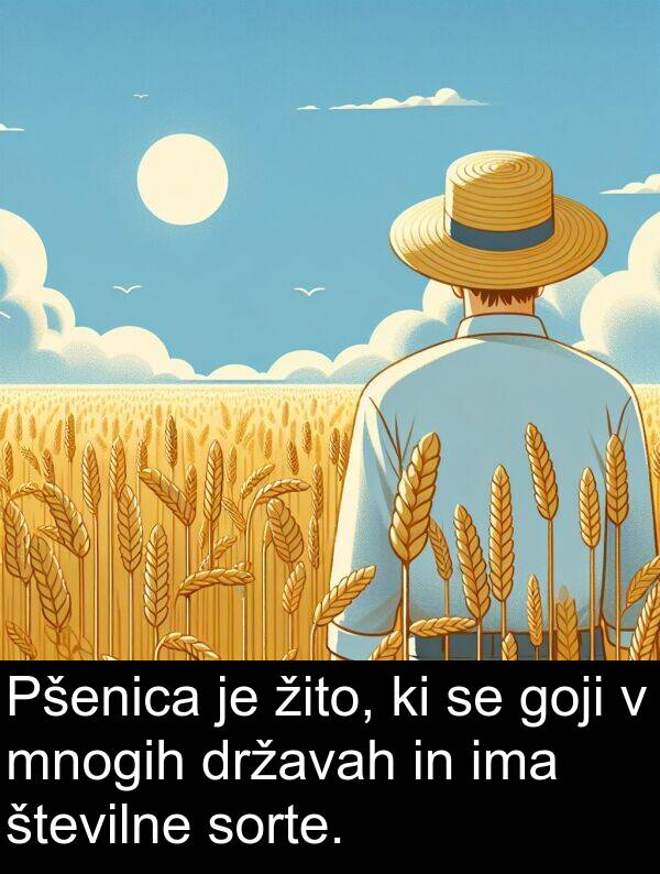 žito: Pšenica je žito, ki se goji v mnogih državah in ima številne sorte.