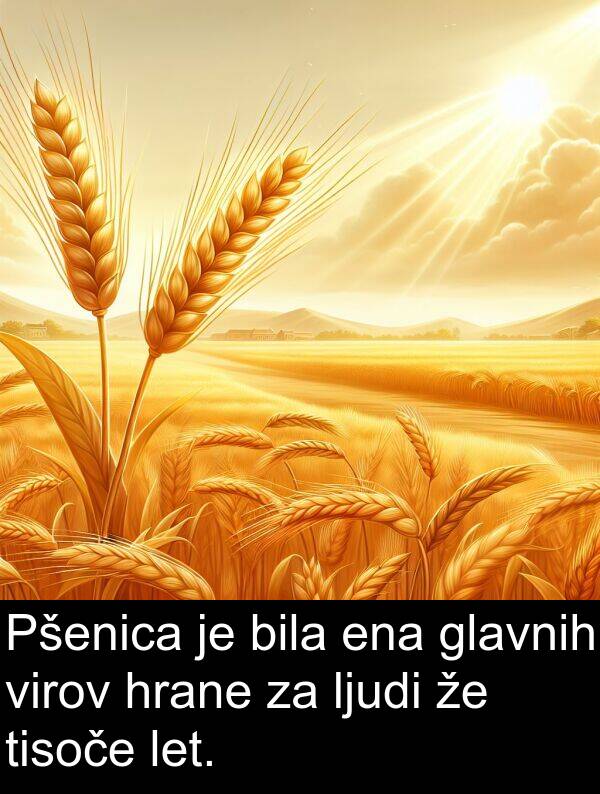 ena: Pšenica je bila ena glavnih virov hrane za ljudi že tisoče let.