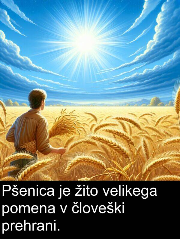 žito: Pšenica je žito velikega pomena v človeški prehrani.