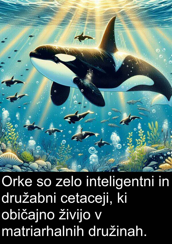 običajno: Orke so zelo inteligentni in družabni cetaceji, ki običajno živijo v matriarhalnih družinah.