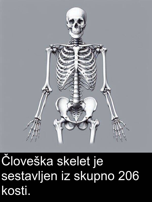 sestavljen: Človeška skelet je sestavljen iz skupno 206 kosti.
