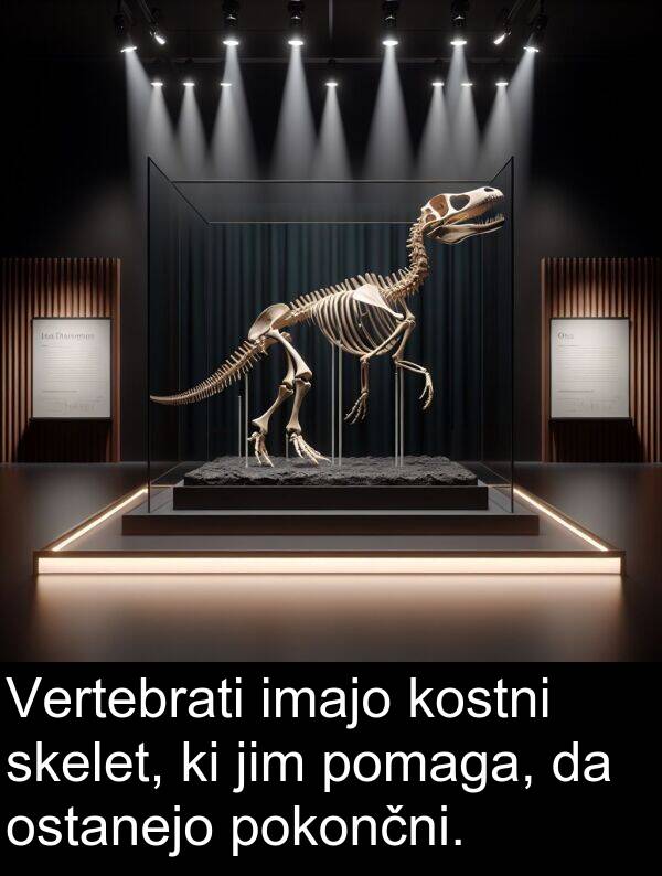 pokončni: Vertebrati imajo kostni skelet, ki jim pomaga, da ostanejo pokončni.