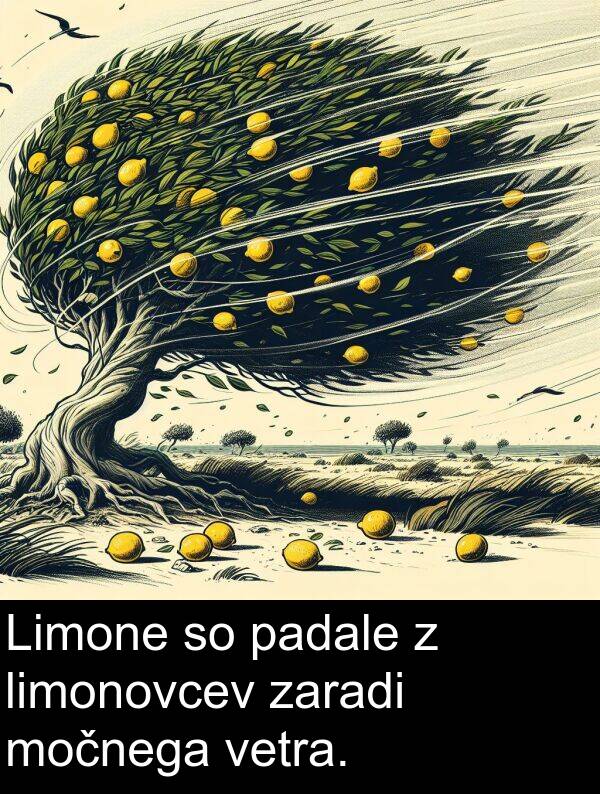 padale: Limone so padale z limonovcev zaradi močnega vetra.