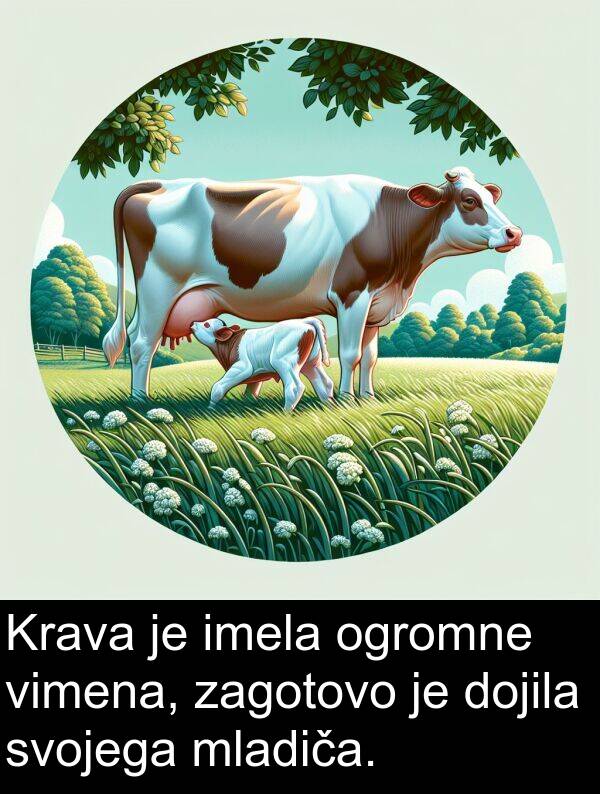 zagotovo: Krava je imela ogromne vimena, zagotovo je dojila svojega mladiča.