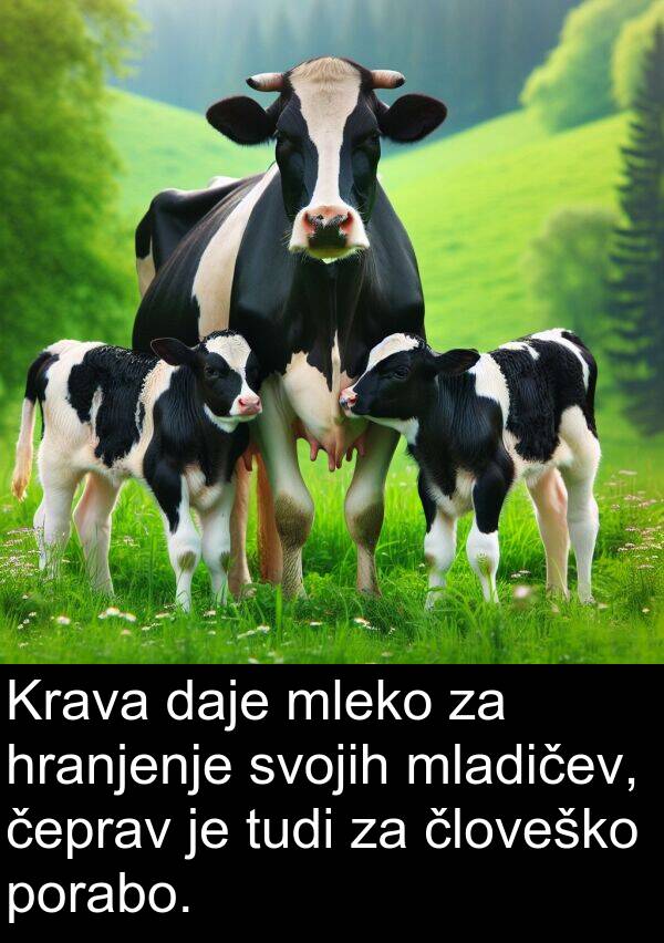 čeprav: Krava daje mleko za hranjenje svojih mladičev, čeprav je tudi za človeško porabo.