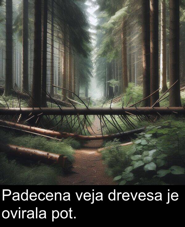 ovirala: Padecena veja drevesa je ovirala pot.
