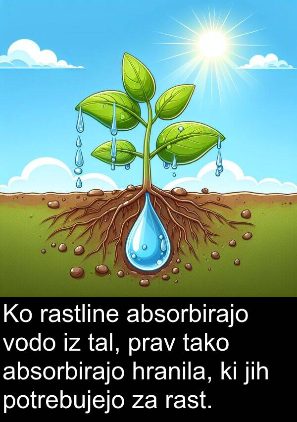 rastline: Ko rastline absorbirajo vodo iz tal, prav tako absorbirajo hranila, ki jih potrebujejo za rast.