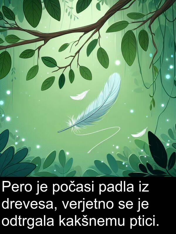 kakšnemu: Pero je počasi padla iz drevesa, verjetno se je odtrgala kakšnemu ptici.