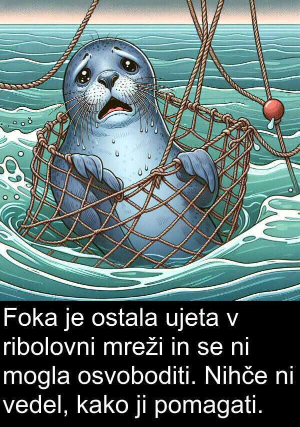 vedel: Foka je ostala ujeta v ribolovni mreži in se ni mogla osvoboditi. Nihče ni vedel, kako ji pomagati.