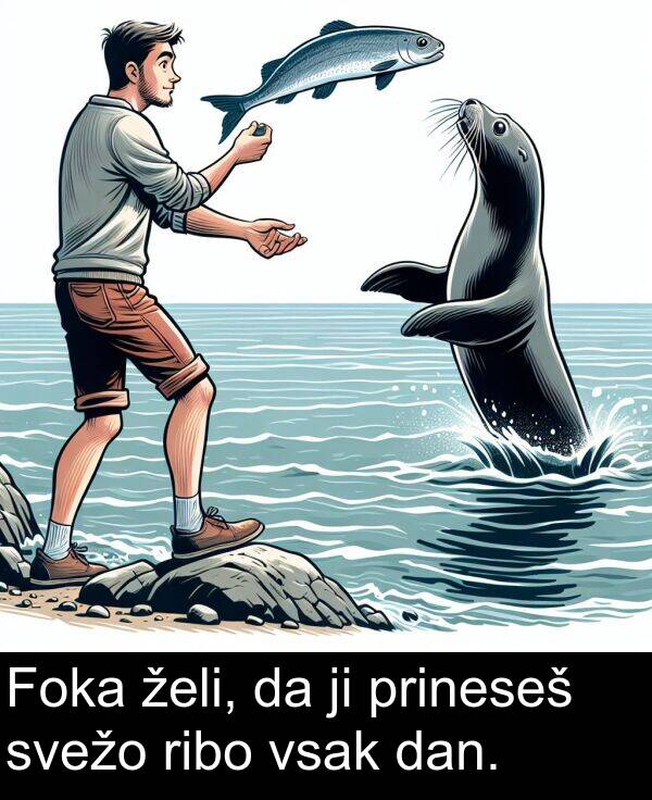 želi: Foka želi, da ji prineseš svežo ribo vsak dan.