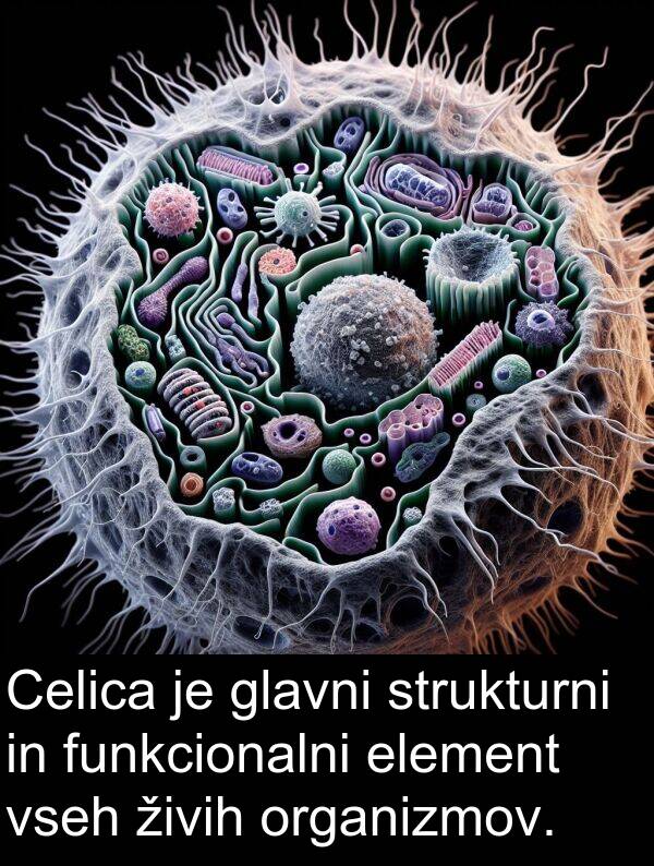 živih: Celica je glavni strukturni in funkcionalni element vseh živih organizmov.