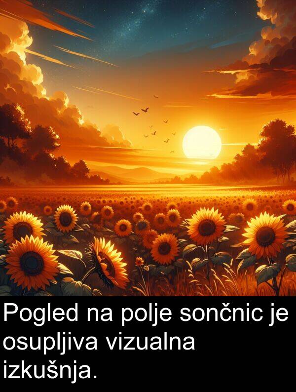 sončnic: Pogled na polje sončnic je osupljiva vizualna izkušnja.