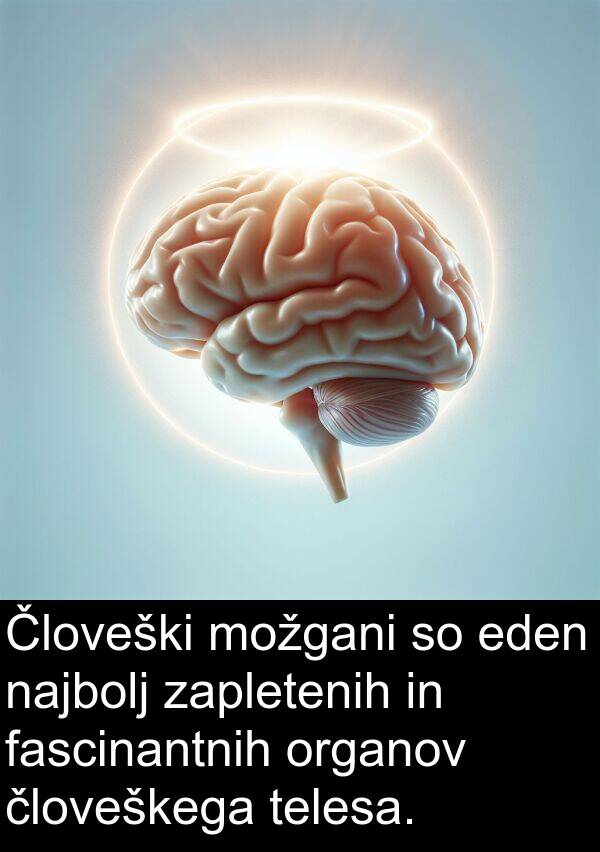 eden: Človeški možgani so eden najbolj zapletenih in fascinantnih organov človeškega telesa.