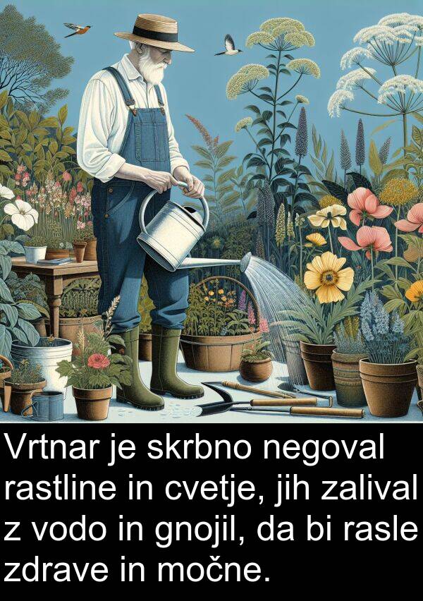 rastline: Vrtnar je skrbno negoval rastline in cvetje, jih zalival z vodo in gnojil, da bi rasle zdrave in močne.