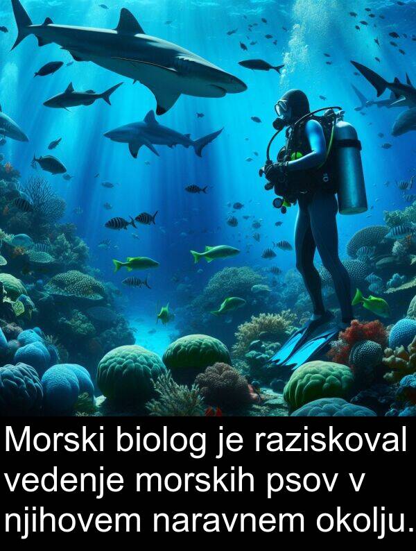 vedenje: Morski biolog je raziskoval vedenje morskih psov v njihovem naravnem okolju.