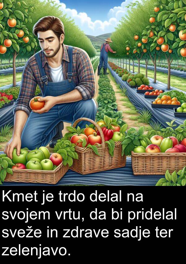 sadje: Kmet je trdo delal na svojem vrtu, da bi pridelal sveže in zdrave sadje ter zelenjavo.