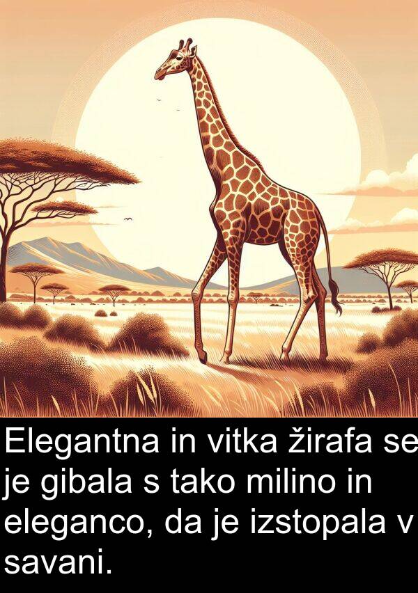 eleganco: Elegantna in vitka žirafa se je gibala s tako milino in eleganco, da je izstopala v savani.