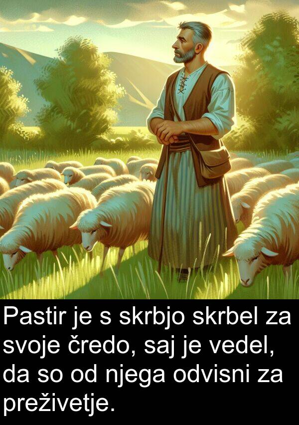 vedel: Pastir je s skrbjo skrbel za svoje čredo, saj je vedel, da so od njega odvisni za preživetje.