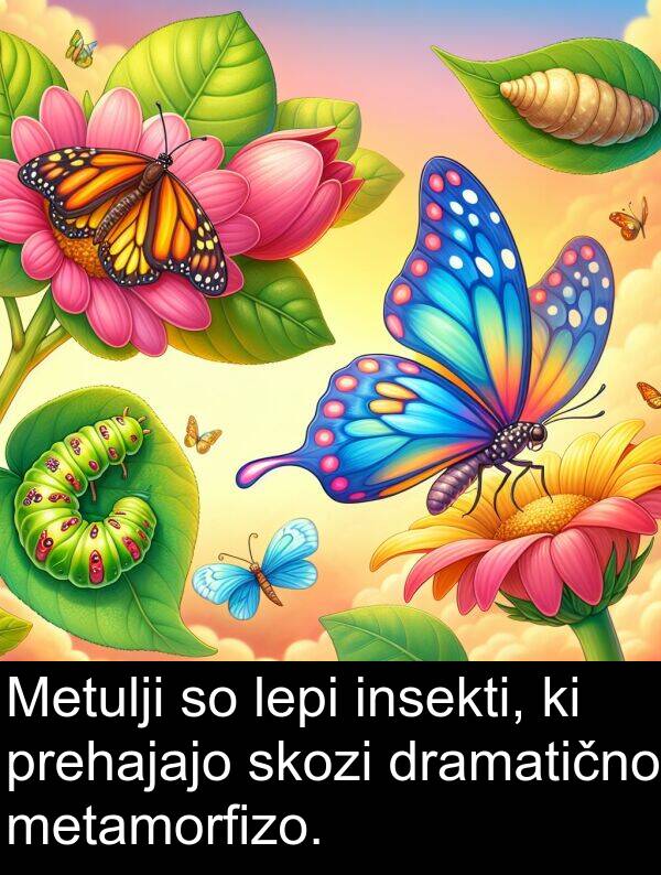 lepi: Metulji so lepi insekti, ki prehajajo skozi dramatično metamorfizo.