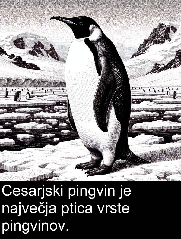 vrste: Cesarjski pingvin je največja ptica vrste pingvinov.
