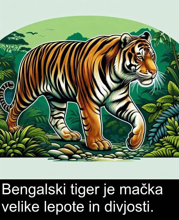 mačka: Bengalski tiger je mačka velike lepote in divjosti.