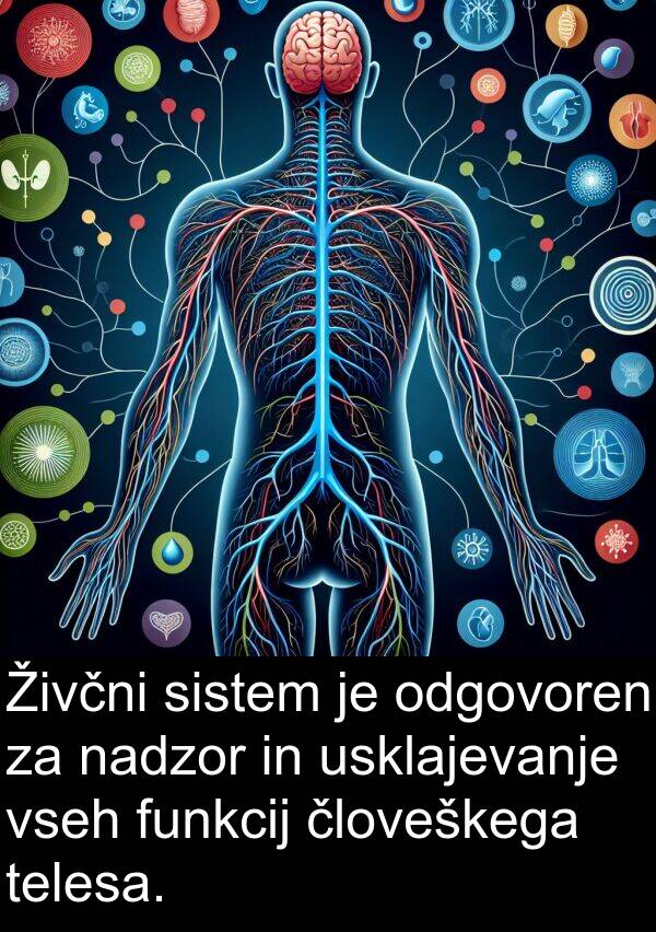 nadzor: Živčni sistem je odgovoren za nadzor in usklajevanje vseh funkcij človeškega telesa.