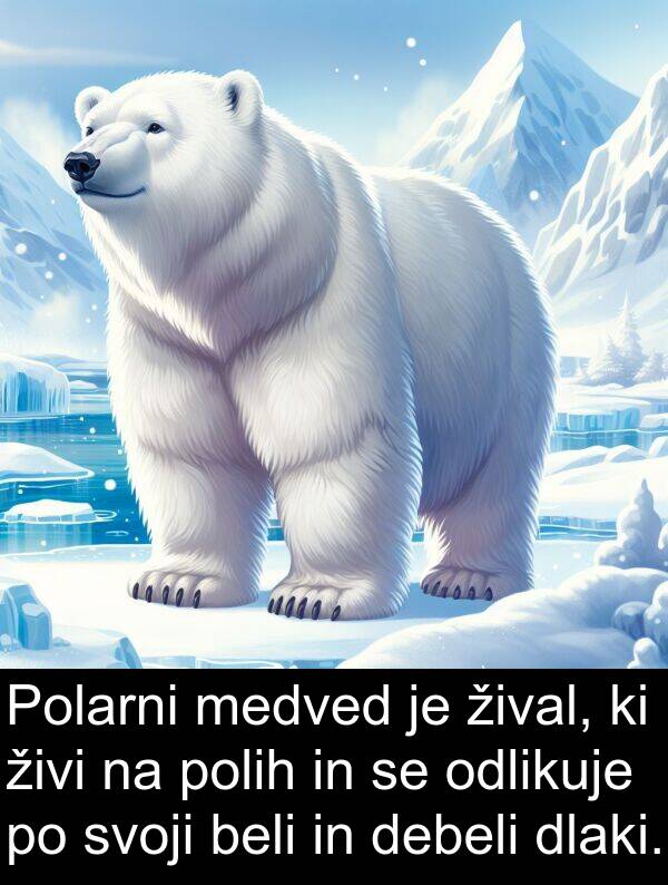 živi: Polarni medved je žival, ki živi na polih in se odlikuje po svoji beli in debeli dlaki.