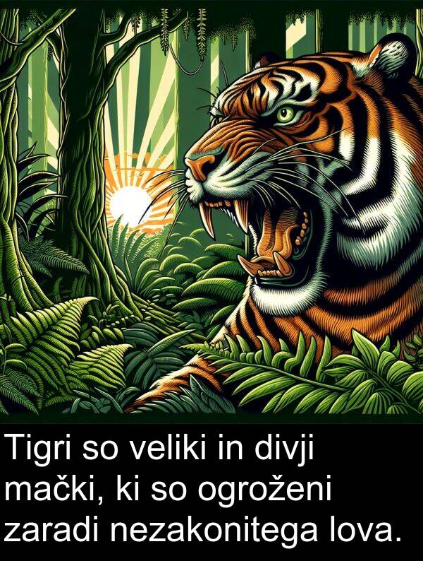 mački: Tigri so veliki in divji mački, ki so ogroženi zaradi nezakonitega lova.