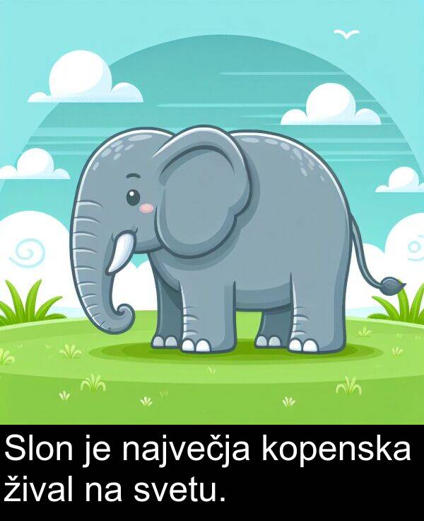 žival: Slon je največja kopenska žival na svetu.