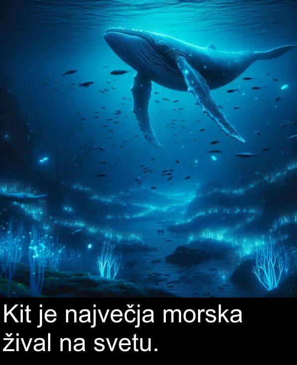 žival: Kit je največja morska žival na svetu.