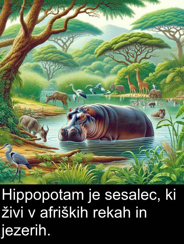 živi: Hippopotam je sesalec, ki živi v afriških rekah in jezerih.